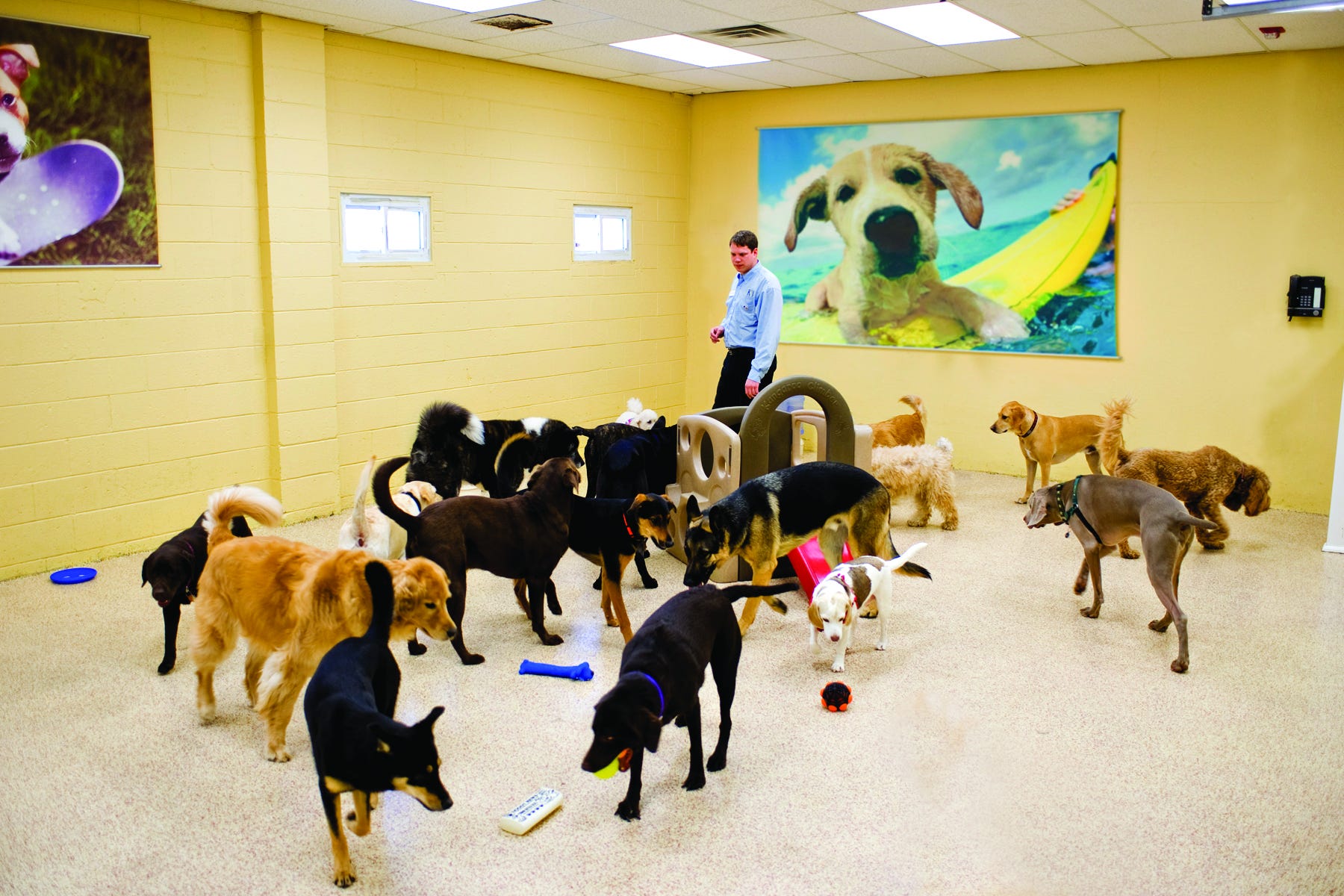 k9 resorts daycare & luxury hotel